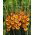 Gladiolus Princess Margaret Rose - 5 bulbs