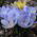 番红花蓝珍珠 -  10个洋葱 - Crocus Blue Pearl