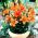 Lilium, Lily Orange Pixie - bulb / tuber / rădăcină