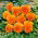 Stedmoderblomst - Orange Sun - Viola × wittrockiana - Små blomster med langvarig glød - Friske frø