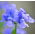 Nemesia Blue Gem semințe - Nemesia strumosa - 1000 de semințe - Nemezis strumosa