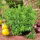 Greek oregano - PELLETED SEEDS