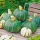 Pumpkin - Delica F1 - Silkiest, most velvety texture - Fresh Seeds