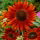 Sunflower - Velvet Queen - Helianthus annuus - 1 kg - Low-Maintenance, High-Impact - For Professionals and Hobbyists - Fresh Seeds