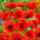 Poljski mak - Papaver rhoeas - 100 g - Klasična izbira za cvetoče travnike - Sveže seme