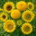 Dwarf Sunflower - Mixed - Helianthus annuus - 100 g - Perfect for Pollinators - Attracts Bees & Butterflies - Fresh Seeds