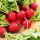 Radish - Carmesa - 100 g - Thin Skin, Big Flavour - Perfect for Salads - Fresh Seeds