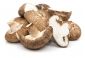 Shiitake - 20 myceliumplugger - Lentinula edodes