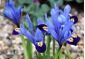 Recéshagymájú nőszirom - Gordon - csomag 10 darab - Iris Botanical