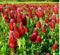 Ornamental Clover mixed seeds - Trifolium sp. - 90 seeds