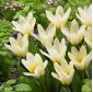 Tulipa Concerto - Tulip Concerto - 5 bulbs