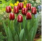 Tulpe "Armani" - 5er Pack