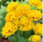 Doppeltulpe "Gelbe Pomponette" -5er Pack