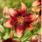 Lily "Schokoladenereignis"
