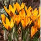 Crocus Angustifolius - 10 Stück
