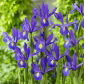 "Discovery" Dutch iris - 10 bulbs