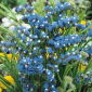 Statice - azul - Limonium sinuatum - Floración duradera, perfecta para ramos - Semillas frescas