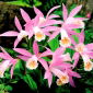Pleione formosana
