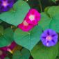 Společná ranní sláva smíšená semena - Ipomea purpurea - Ipomoea purpurea