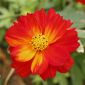Cosmos, Schmuckkörbchen Diablo - Cosmos bipinnatus - 140 Samen