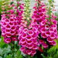 Gyűszűvirág - Camelot Rose - Digitalis