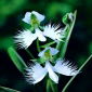 Habenaria Radiata
