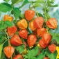 Lampionblume Gigantea - Physalis alkekengi - 165 Samen