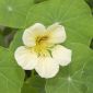 Kapuzinerkresse Nacht & Tag - niedrig- Tropaeolum majus nanum - 16 Samen
