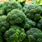 Broccoli - Cezar - 600 frön - Brassica oleracea L. var. italica Plenck