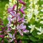 Burning Bush, Gas Plant seeds – Dictamnus fraxinella - 10 seeds