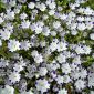 Beş nokta tohum - Nemophila maculata - 200 tohum - tohumlar