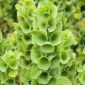 Musselsyska - 160 frön - Moluccella laevis