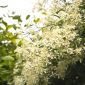 Semillas de otoño dulce Clematis - Clematis mandshurica - Clematis mandschurica
