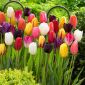 Lalea Mix - Tulipa Mix - 5 bulbi