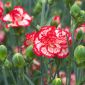Trädgårdsnejlika - Raspberry ripple - 110 frön - Dianthus caryophyllus