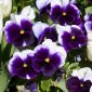 Viola wittrockiana - Lord Beaconsfield - viola e bianco - 250 semi - Viola x wittrockiana