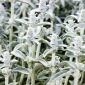 Semi di Lamb's Ear - Stachys lanata - 110 semi