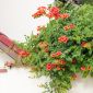 Trumpet Vine, Trumpet Creeper semená - Campsis radicans
