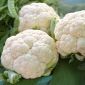 Blomkål - Rober - 270 frön - Brassica oleracea L. var.botrytis L.
