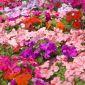 Graines de Balsamine de Waller - Impatiens walleriana - 160 graines