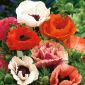 Vzhodni mak - sortna mešanica - 1750 semen - Papaver orientale - semena