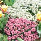 Arabis alpina - variada - Arabis alpina - Resistente a las heladas, crecimiento vigoroso - Semillas frescas