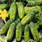 Einlegegurke - Cornichon de Paris - Knackig, ideal für frisches Einlegen - Samen