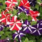 Petunia Star F2 - in miscuglio - 80 semi - Petunia x hybrida pendula