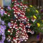 Nemesia Mello Red & White seeds - Nemesia strumosa - 900 seeds
