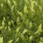 Réséda Odorant - Reseda odorata - 1600 graines