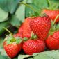 Strawberry Temptation semințe - Fragaria ananassa - 60 de semințe - Fragaria ×ananassa