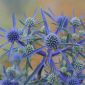 Blue Eeryngo, Sea Flat Holly - 165 เมล็ด - Eryngium planum