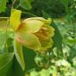 Amerikai tulipánfa - Liriodendron tulipifera - magok