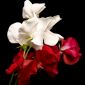 Душистый горошек - Night & Day - 24 семена - Lathyrus odoratus